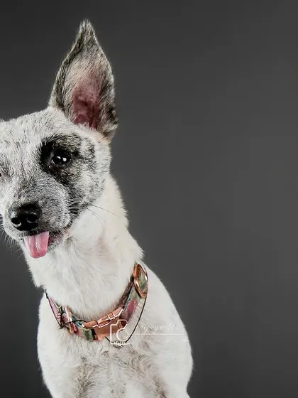 A unique-looking dog with a cute head tilt and a little tongue-out expression.