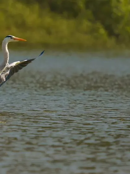 A Grey Heron takes off from the water, its large wings spread wide, creating a dynamic action shot.