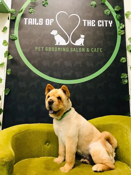Tessa the Chow Chow is showing off her summer lion cut. This style is great for keeping heavy-coated breeds cool and comfortable.