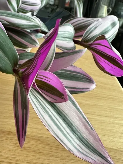The beautiful variegation of the Tradescantia Albiflora, showing its stripes of green, white, and purple. This easy-to-grow plant adds a pop of color to any space.