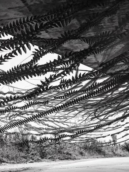 An ornithograph of swallows nesting under a highway, their flight paths creating a curtain-like effect. This is a technique we've become addicted to.