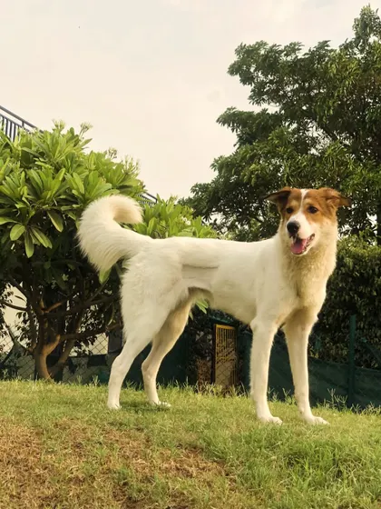 A majestic mixed-breed dog standing proudly on the hill. We believe all dogs are beautiful and deserve the best care.