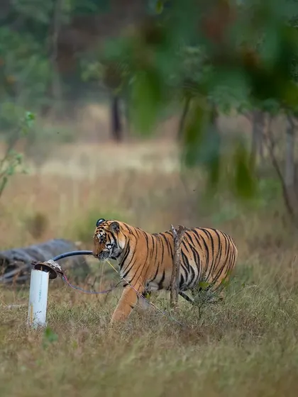 A tiger walks past a salt lick in Tadoba, a common spot for wildlife sightings.