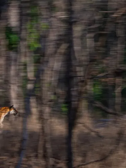 Using a slow shutter and intentional camera movement (ICM) to capture a tiger's motion. This isn't a mistake; it's a creative technique I teach to turn a simple moment into a dynamic piece of art that conveys energy and speed.