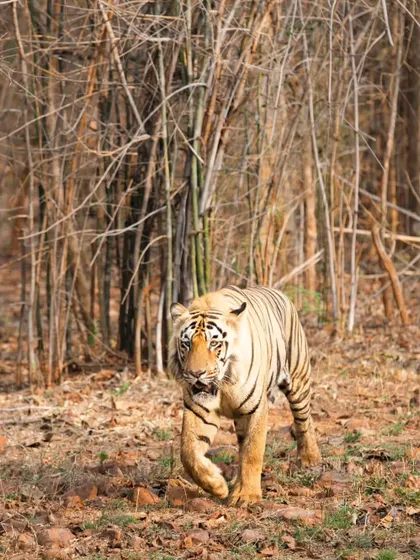 This tiger's powerful stride is on full display as it walks through the dry forest floor. The lighting and natural environment are key elements I focus on to create authentic wildlife portraits that look stunning as wall art.
