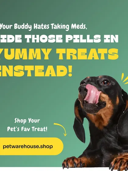 Does your buddy hate taking their medicine? A yummy treat is the perfect way to hide pills and make medicine time stress-free for both of you. We have plenty of tasty options to choose from.