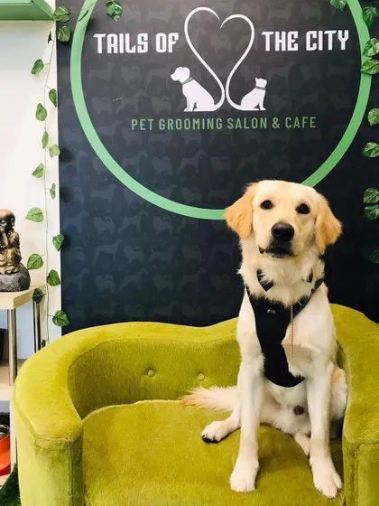 Arthur the Golden Retriever is looking prim and proper after his grooming. His coat is shiny, healthy, and ready for compliments.