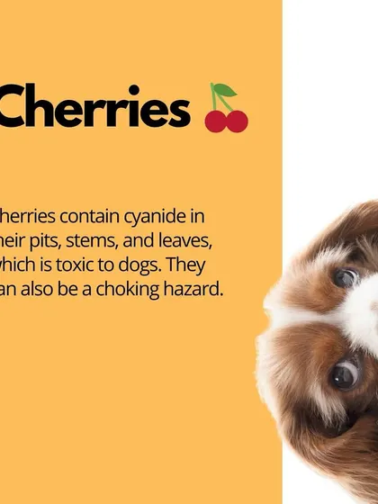 Cherry pits, stems, and leaves contain cyanide, which is toxic to dogs. The pits are also a choking hazard, so it's best to avoid them altogether.