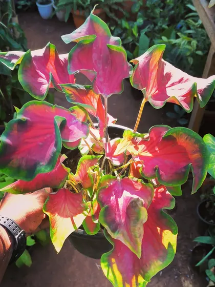 The ruffled edges and intense colors of this Caladium variety are just breathtaking. We have a wide selection of these seasonal beauties.