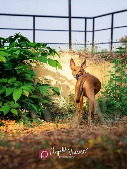 A backward glance from an Indie dog in a garden. This shot captures a fleeting moment of connection and curiosity.