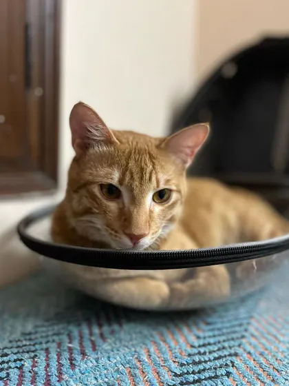 Aubrey is back for another catcation, relaxing in his favorite travel pod.
