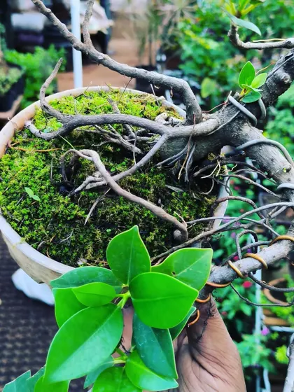 The satisfaction of seeing moss greening up on the soil of a bonsai. We have moss available at the nursery to help you create that aged, natural look.