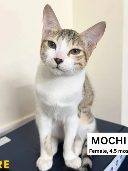 Meet Mochi, a lovely 4.5-month-old female. She has a calm and composed personality but also enjoys a good play session. She's the perfect balance of playful and cuddly.