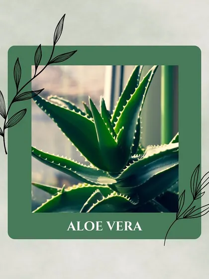 Famous for its skin-soothing gel, Aloe Vera is also a great air purifier, known for clearing formaldehyde and benzene from the air in your home.