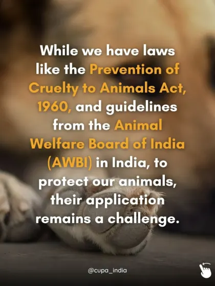 While India has laws like the Prevention of Cruelty to Animals Act, their application remains a challenge. I work to bridge the gap between the law on paper and justice on the ground.