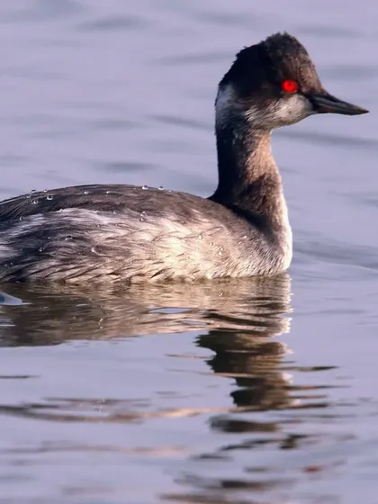 The Black-necked Grebe, with its striking red eye, is a beautiful water bird. They are expert divers and can travel thousands of kilometers during migration, becoming flightless for two months to moult safely.