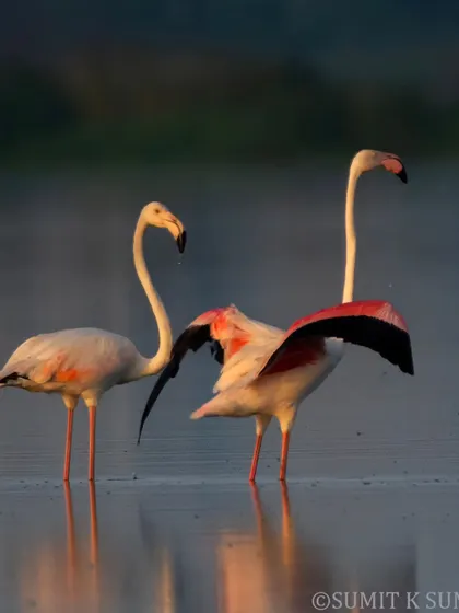 Another shot of the flamingos, their elegant forms contrasting with the distant city.