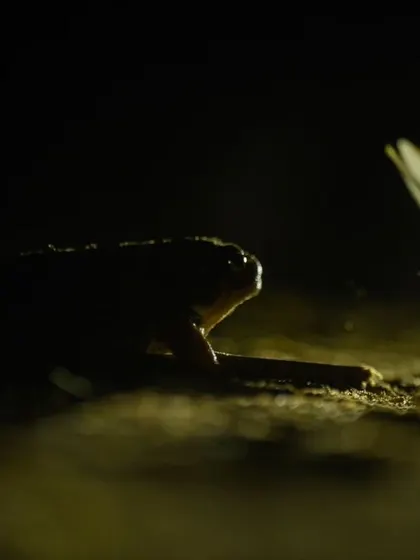 A frog about to catch a termite in mid-air. Capturing these split-second moments is a thrilling part of wildlife photography.