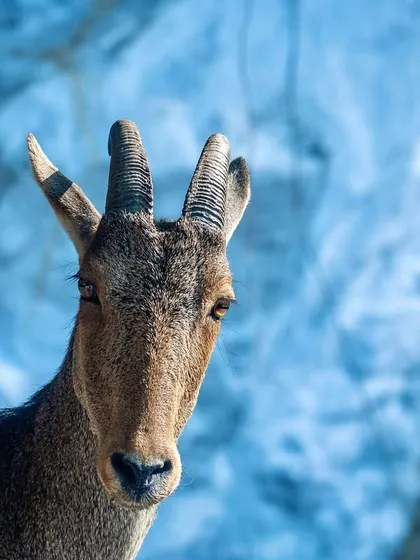 The Nilgiri Tahr, the endangered state animal of Tamil Nadu, stares confidently from a rocky cliff. Its existence is threatened by habitat destruction in its Western Ghats home.