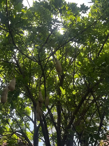 Looking up at a Sausage Tree, or Kigelia africana. Discovering unique and exotic plants during my travels is always a highlight and a reminder of nature's incredible diversity.