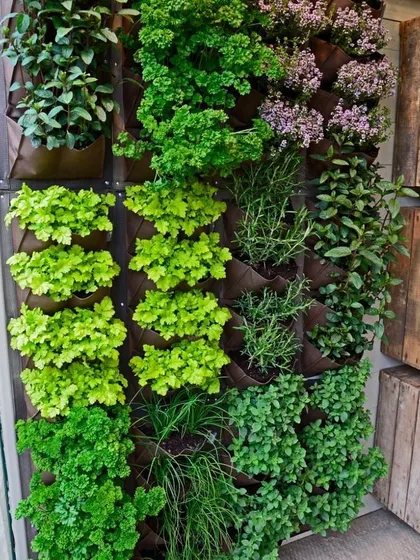 A vertical herb garden concept, showing how these systems can be used to grow fresh herbs like parsley, mint, and rosemary right outside your kitchen.