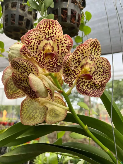 Another stunning Vanda orchid with a unique pattern of maroon spots on a yellow-green background.