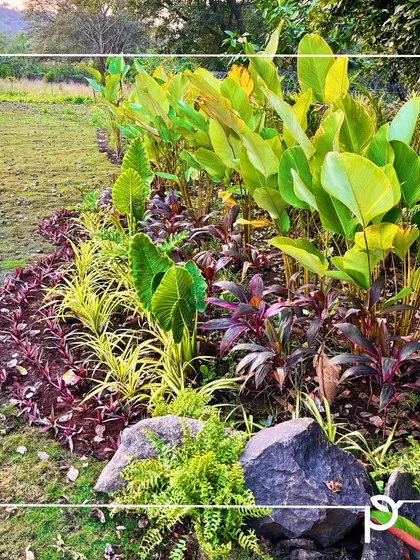 A multi-layered garden bed featuring a variety of foliage plants with different colors, textures, and heights. We used plants like Colocasia and Cordyline, accented with natural rocks, to create a rich and visually dynamic landscape.