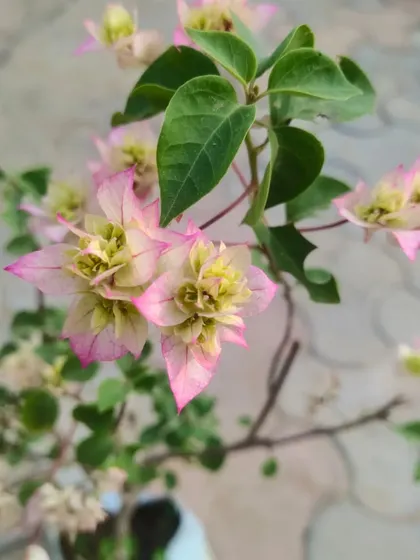 A delicate pink and white Bougainvillea. This variety has a very soft and beautiful color combination.