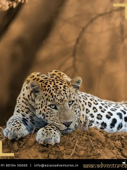 A leopard rests on a mound, its beautiful rosette-patterned coat blending with the earthy tones of Rajasthan. Our wildlife photography tours are designed to get you in the right place for such stunningly composed shots.