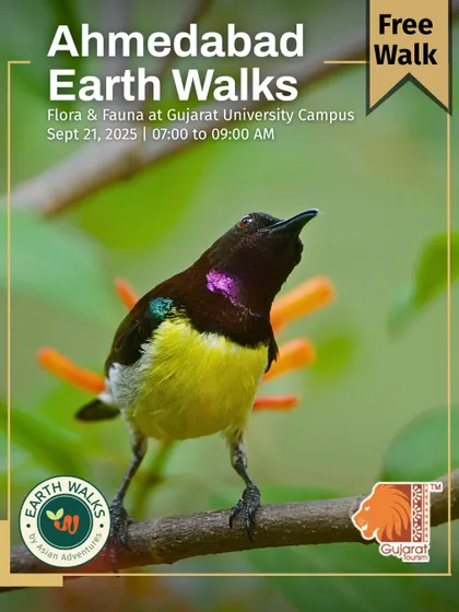 The Purple Sunbird, a flash of iridescent color, featured on our poster for a free walk at Gujarat University Campus. We explore the campus's diverse flora and fauna, revealing it as a key urban habitat for birds.