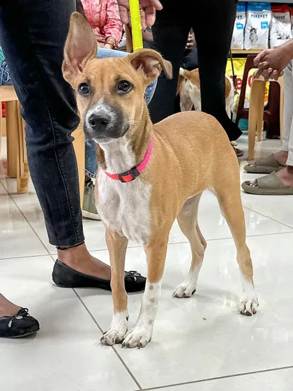 This alert and beautiful Indie pup is about four months old and full of curiosity. She is looking for a family that can match her playful energy and give her a lifetime of adventures.