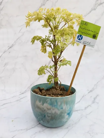 The cool blue tones of this recycled plastic planter beautifully complement the delicate foliage of the plant within. It's an ideal, sustainable gift for Christmas, New Year, or any corporate event.