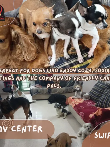 Our RMV center is perfect for dogs who enjoy cozy, social settings. It’s a communal space where friendly dogs can play and make new pals under our care.