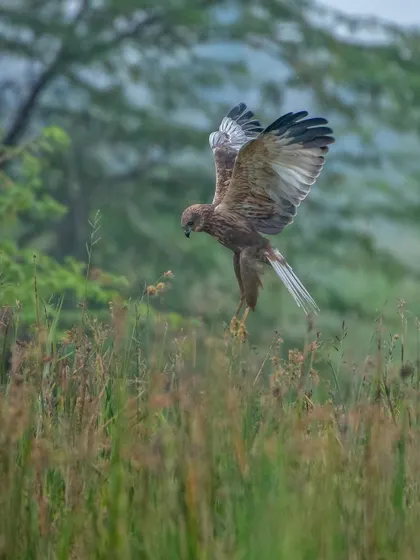 Another frame of the Marsh Harrier's descent, showing the incredible detail in its feathers and its intense focus.