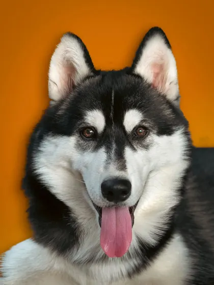 A classic, happy portrait of a handsome Husky against a warm orange background. His bright eyes and happy tongue-out smile are simply infectious.