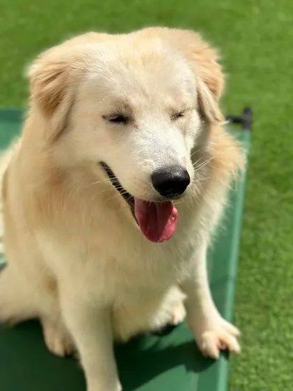 A fluffy Himalayan Shepherd, blinking in the bright sunlight.