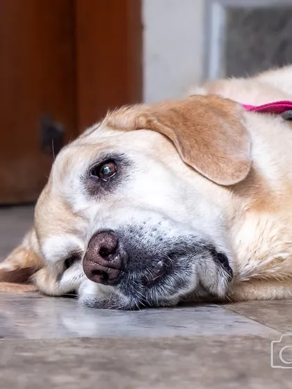 A senior labrador resting on the floor. These quiet, peaceful moments are just as important to capture as the playful ones.