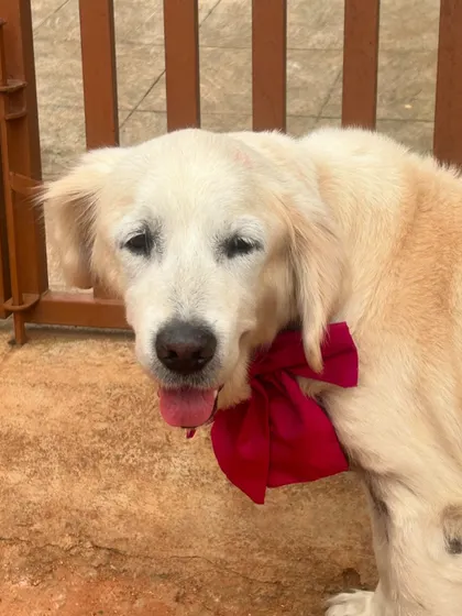 The perfect finishing touch after a day of pampering. This sweet girl is looking extra special with a bright red bow, ready to go home feeling clean and beautiful.