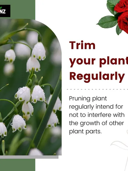 Regular trimming is a beneficial practice for many plants. Pruning helps manage growth, prevents overcrowding, and encourages the plant to grow healthier and more robust.