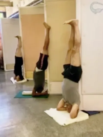A group of students practicing Sirsasana variations using wall panels for support. The wall is an invaluable teacher, providing feedback that helps to correct imbalances and build a strong, centered headstand.