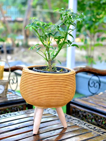 A mustard-yellow ribbed planter on wooden legs, housing a small Schefflera plant. This design adds both texture and a mid-century modern feel.