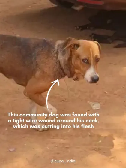 This community dog was found with a tight wire cutting into his flesh. This is a common but horrific form of passive cruelty that I often provide legal guidance on.
