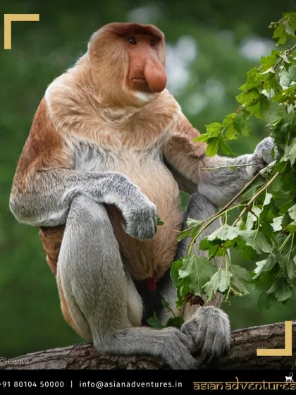 The Proboscis Monkey, with its unmistakable nose, is a highlight of our river cruises along the Kinabatangan River in Borneo. We get you close to these unique primates in their natural mangrove habitat.