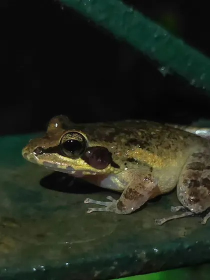A tree frog on a railing, its large eyes adapted for nocturnal life.