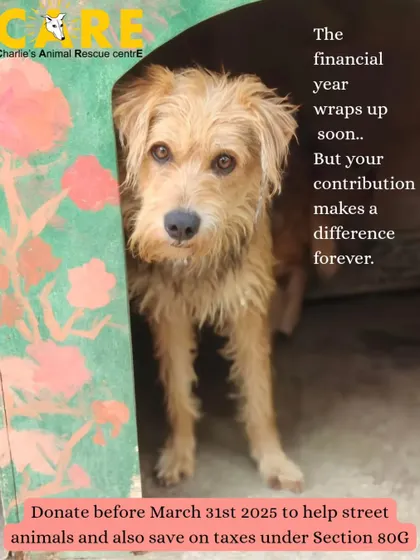The financial year wraps up soon, but your contribution makes a difference forever. Donate before March 31st to help street animals and save on taxes under Section 80G.