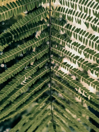 The beautiful symmetry of a fern leaf. This shot focuses on the patterns and textures found in nature.