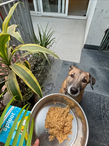 Sriracha giving us the "is it ready yet?" look before digging into her Millet-o-Fish meal. This recipe is great for a healthy coat and is packed with omega fatty acids.