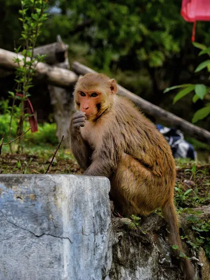 A monkey nibbles on a snack while perched on a concrete ledge, a common sight where human and animal habitats overlap.