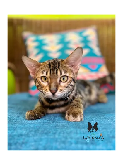 Meet Seerat, a stunning Bengal cat. Her sleek, patterned coat looks extra vibrant after a professional grooming session.