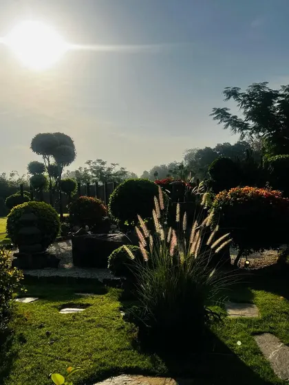 Bathing in golden rays, nature's canvas comes alive. The morning sun illuminates the soft grasses and sculpted topiaries in this serene Zen inspired garden.